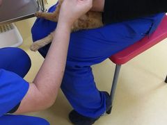 -芭比堂动物医院·犬猫全科·异宠专科(雁塔分院)