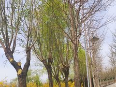 -东升八家郊野公园