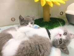 -糯米喵星人·撸猫猫舍咖啡馆(西市场嘉华店)