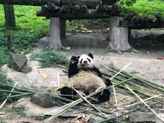 -都江堰中华大熊猫苑