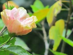 -莫里热带雨林景区