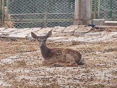 -青藏高原野生动物园