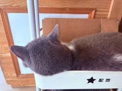 -是阿柴呀！柴犬咖啡·爱喵喵猫咖