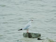 -深圳湾公园(南山区)