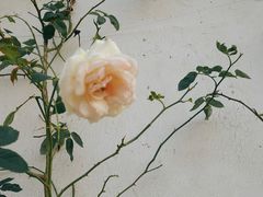 -黎里古镇