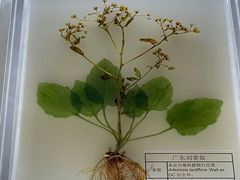 -广东中医药博物馆