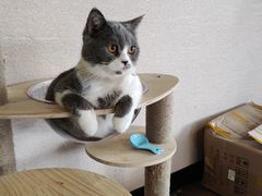 -蓝鲸·缅因猫舍