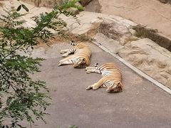 -大连森林动物园