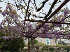 -嘉定紫藤园