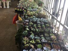 -双季花艺园艺市场(浦东店)