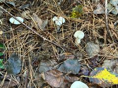 -五营红松林海景区