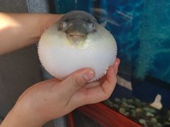 -肆月河豚·新淮扬(金融街店)