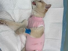 -纳吉亚猫专科动物医院博雅分院
