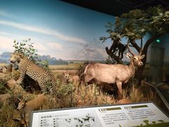 -陕西自然博物馆