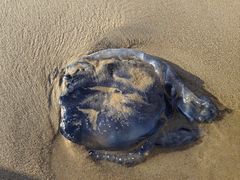 -海南清水湾莱佛士酒店