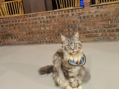 -豆逗聊愈猫阁Easy Life