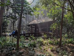 -铁山坪森林公园