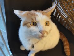 -平行世界·猫咖(首经贸店)