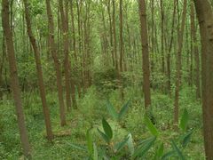 -合肥滨湖国家森林公园