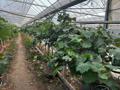 -马陆小张葡萄园农家乐