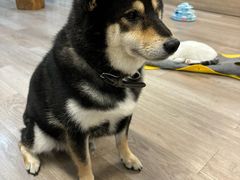 -柴迷FANS CLUB·柴犬狗咖·猫咖
