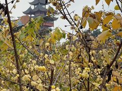 -塔子山公园