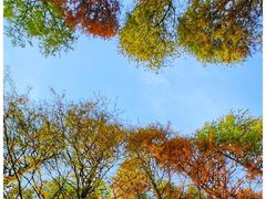 -东平国家森林公园