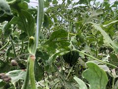 -西瓜小镇