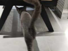 -琪喵猫屋·撸猫猫咖·猫舍