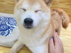 -柴源莊·柴小宠柴犬咖啡