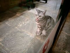 -猫咪博物馆(顶澳仔猫街店)