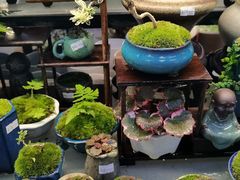 -溪岸路花鸟市场