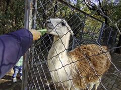 -长白岛森林公园