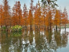 -白鹭湾湿地公园