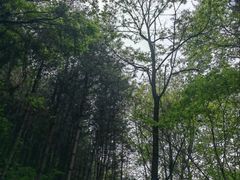 -王顺山国家森林公园