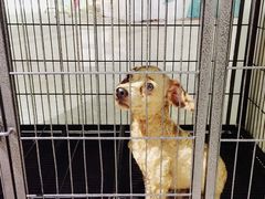 -1013 PET SHOP 宠物商店(近铁城市广场店)