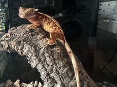 -酷以爬仙阁实体爬宠店·守宫·蜥蜴·专业繁育