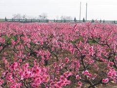 -西部兰花园生态园