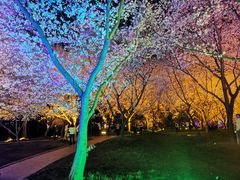 -东湖磨山景区樱花园-停车场