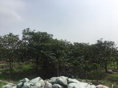 -塘栖枇杷特色园区