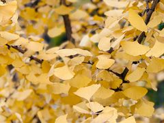 -重庆市江北嘴中央商务区中央公园