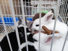 -中环花鸟鱼虫市场
