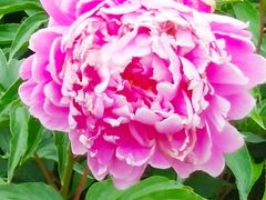 -长春公园(普阳街道)