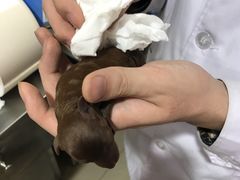 -宠颐生中康贝怡动物医院