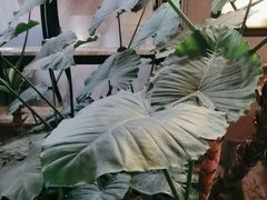-顺峰·粤菜海鲜·早茶自助(阜成店)