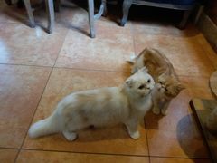 -more than meow吴止猫主题餐厅(承德 中船汇店)