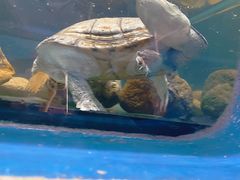 -泉州海丝野生动物世界