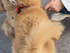 -中农国际动物医院24小时·猫科·骨科·急重症中心