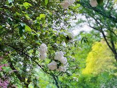 -上海共青森林公园