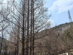 -白水寺森林公园
